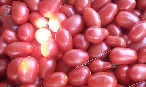 conserva-de-molho-de-tomate